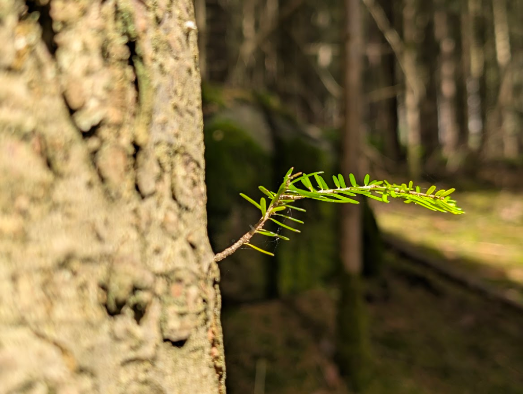 Stehen bleiben und den Blick öffnen Kleiner Zweig an einem Baumstamm, von der Sonne beschienen