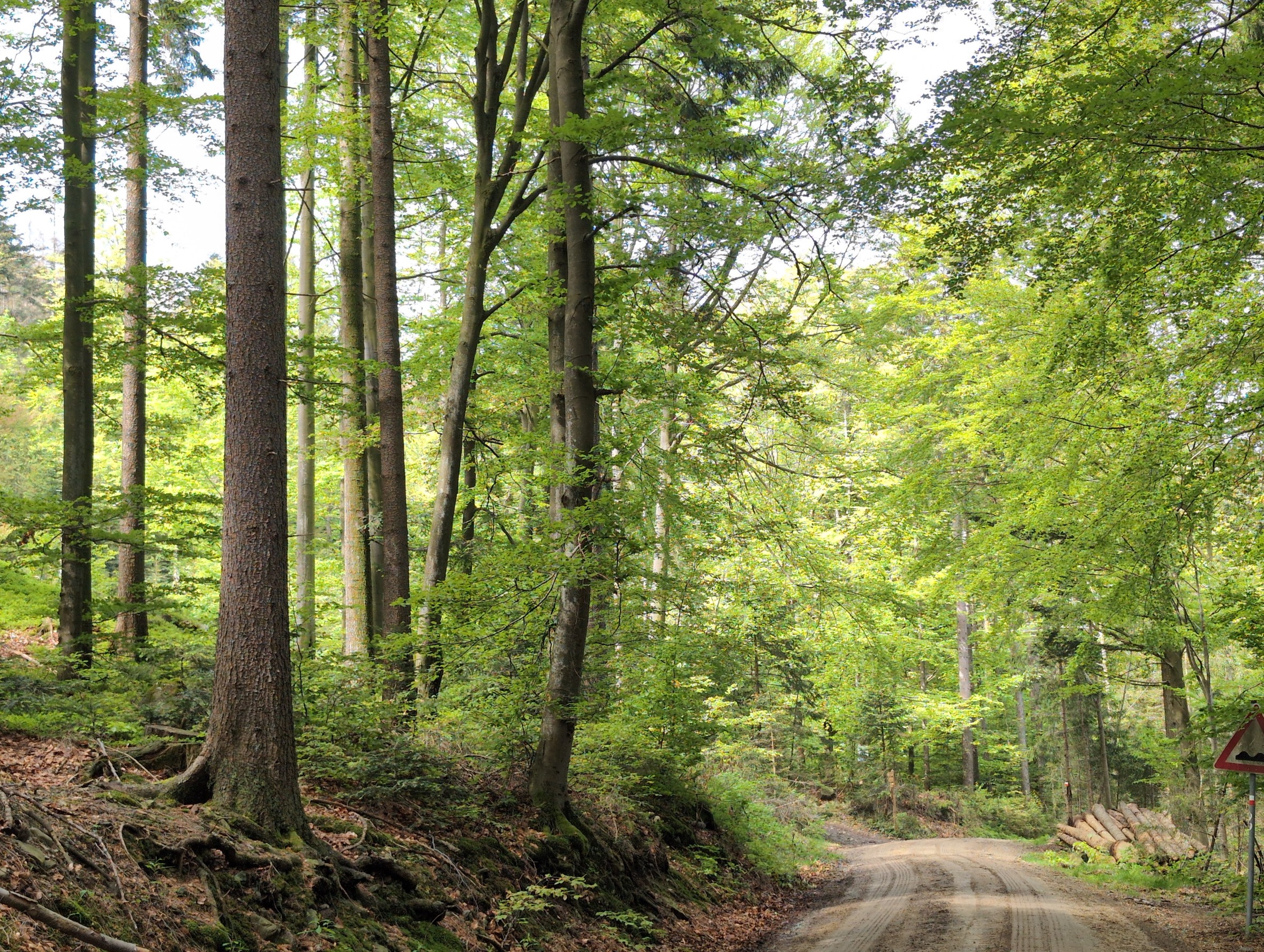 Der Wald unter den Füßen