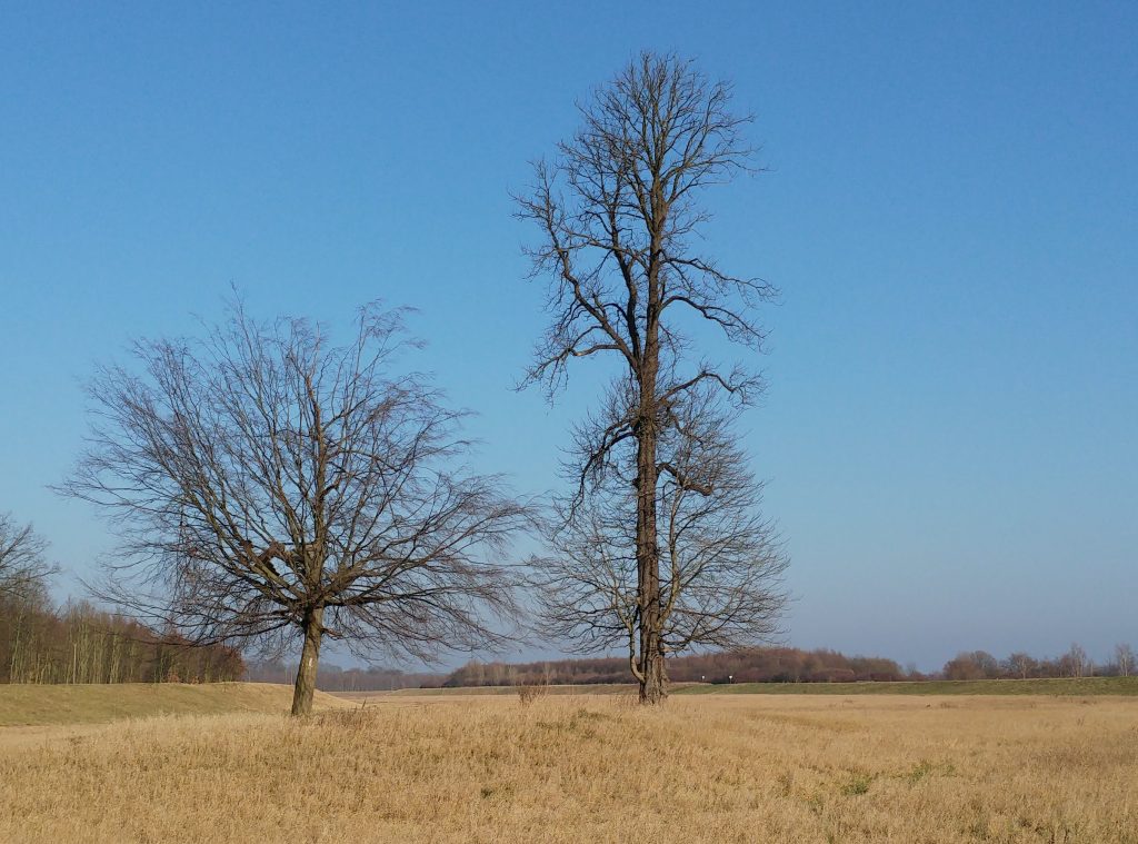 Gleiche Bedingungen, unteschiedliche Resultate 2 Bäume im Herbst auf einer Wiese, einer groß und schmal, der andere klein und kugelig, beide stehen eng beieinander