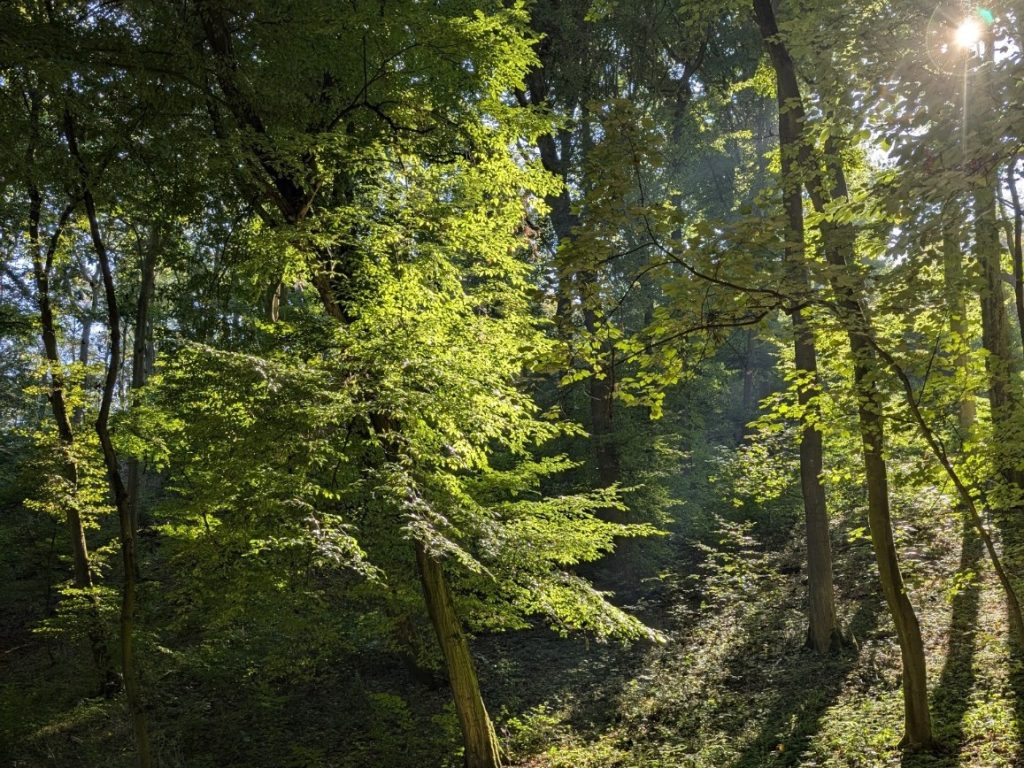 Grün. Ruhe und Aufbruch Sonnenlicht fällt durch dichtes grünes Blätterdach in einen Wald