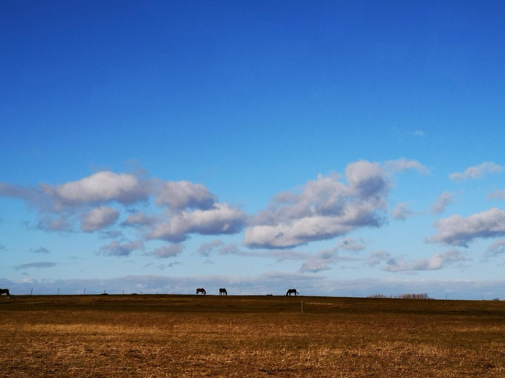 Blau. Weite und Sehnsucht Weiter blauer Himmel über einer offenen Landschaft mit Pferden am Horizont